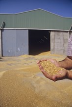 Man holding handful of grain outside barn close-up