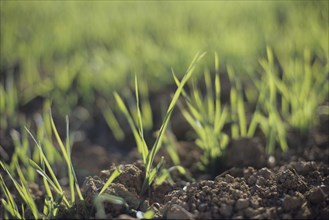 Close Up on Soil and Grass