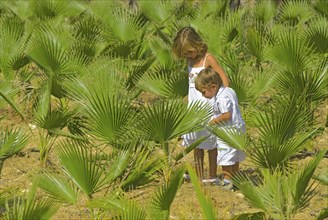 Children (3-6) on palm plantation