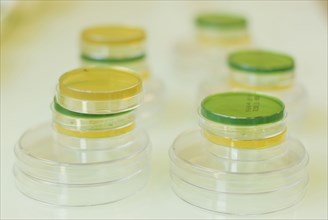 petri dishes in laboratory