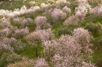 Spain Andalusia almond trees in blossom