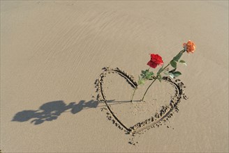 Roses sticking out of heart drawn in sand