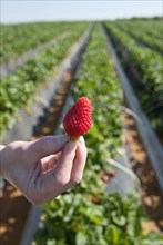 hand of woman holding ripe strawberry