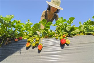 Woman tending to strawberries low angle view