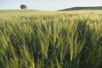 Field of barley tree on horizon Spain