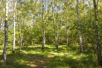 path running through stand of birch trees