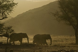 silhuette of desert elephant herd walking