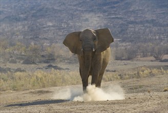 angry elephant during mock attack