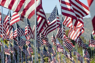 American flags standing in field