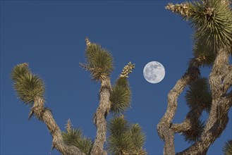 Full moon in blue sky above Joshua tree
