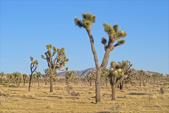 Joshua trees in Mojave Desert