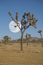 Full moon above Joshua trees in Mojave Desert