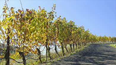 Vineyard near road