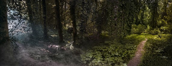 Panoramic view of fog and sunlight in remote forest