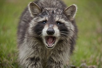 Fierce raccoon baring teeth in grass