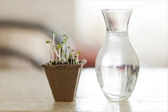 Seedlings near vase of water