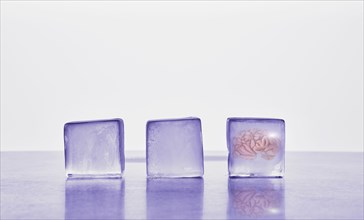 Brain frozen in ice cube