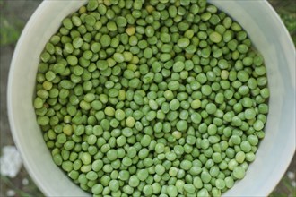 Bowl of green peas