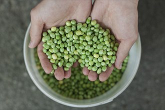Hands holding green peas