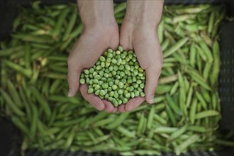 Hands holding green peas