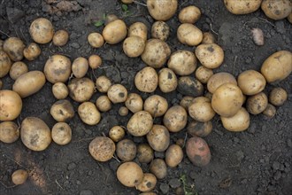 Potatoes on dirt