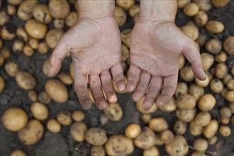 Dirty hands over potatoes