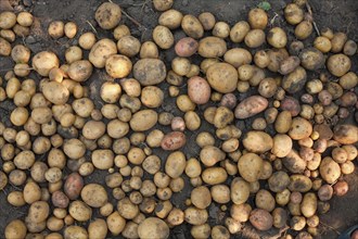 Potatoes in dirt