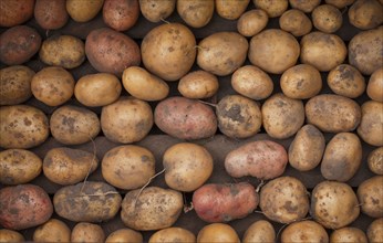 Potatoes in box