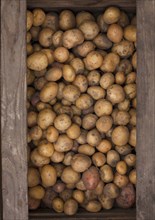 Potatoes in a wooden box