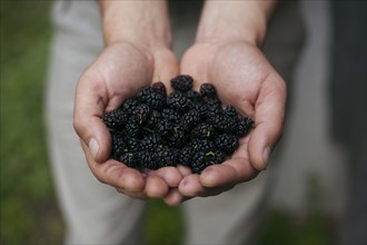 Hands holding blackberries