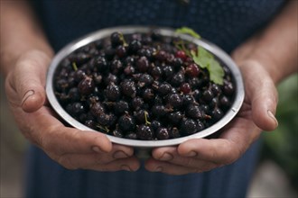Hands holding bowl of berries