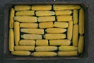 Box of corn on cob