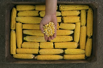 Hand holding kernels of corn over a box of corn on cob