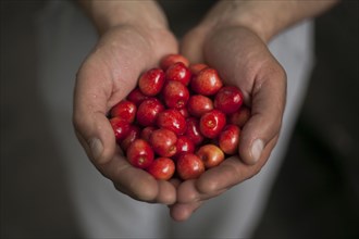 Hands of woman holding cherries