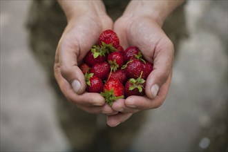 Hands of woman holding strawberries