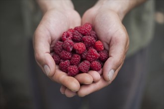 Hands of woman holding raspberries