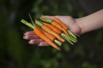 Hand of woman holding carrots