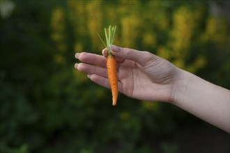 Hand of woman holding carrot