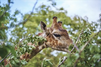 Giraffe eating leaves on branch