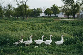 Ducks walking in grass