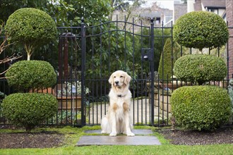 Golden retriever sitting in front of gate