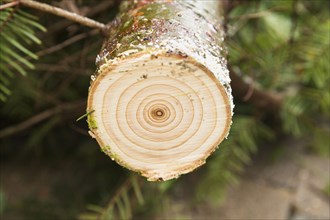 Close up of sawed tree stump