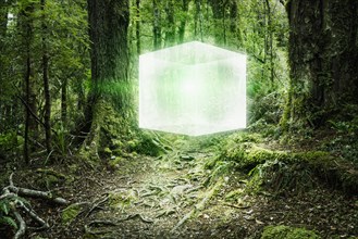 Glowing cube floating in forest