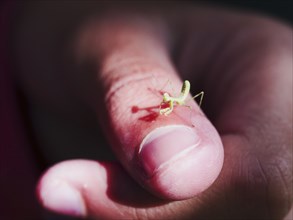 Close up of praying mantis on finger of girl