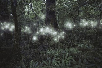 Glowing spheres hovering in forest