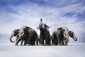 Herd of fierce elephants in circle