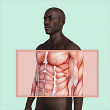 Chest and abdominal muscles in man