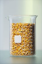 Corn kernels in beaker