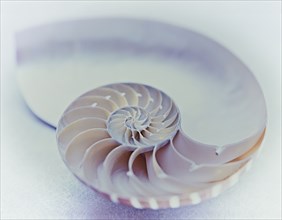 Close up of nautilus shell