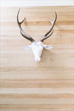 Deer skull with antlers hanging on wall